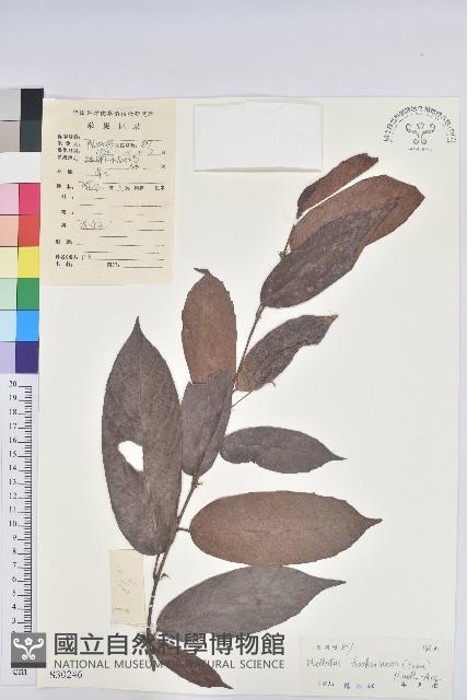 粗毛野桐藏品圖，第1張