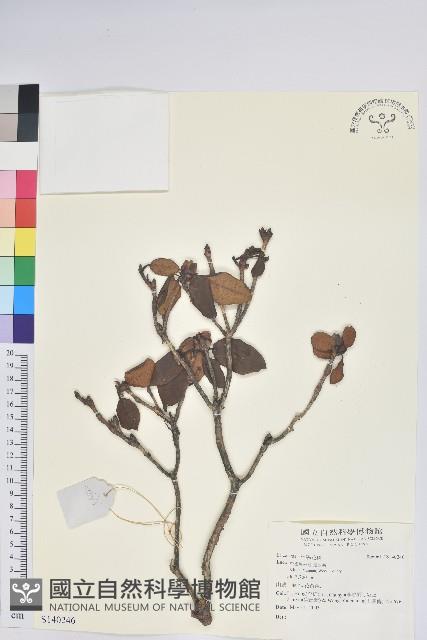 登錄號:S140246藏品圖，第1張