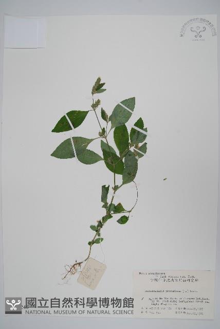 爵床、六角英藏品圖，第1張