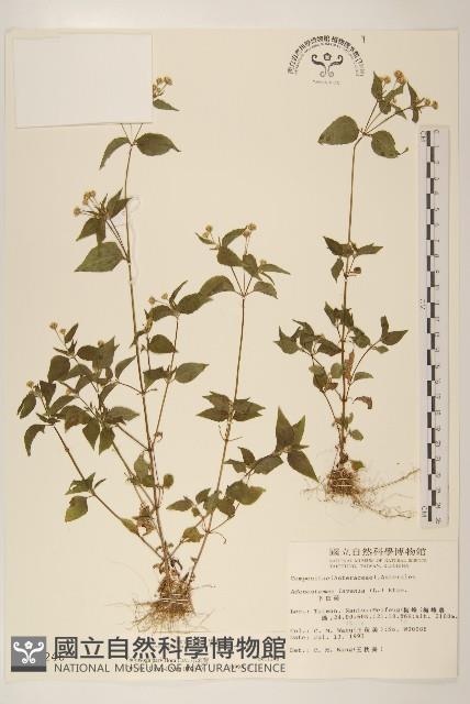 小米菊藏品圖，第1張