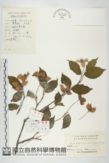 四照花、山荔枝藏品圖，第1張