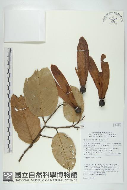 登錄號:S055246藏品圖，第1張