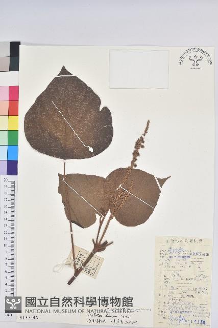 東南野桐藏品圖，第1張