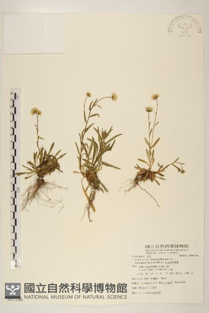 福山氏飛蓬藏品圖，第1張