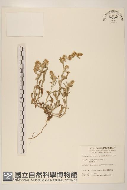 鼠麴舅藏品圖，第1張