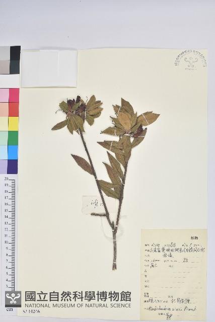 唐杜鵑、大屯杜鵑、中原氏杜鵑藏品圖，第1張