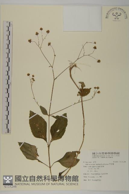 下田菊藏品圖，第1張