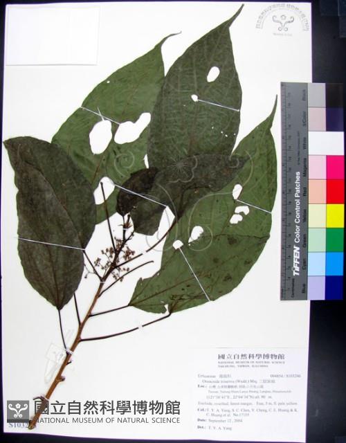 三脈紫麻藏品圖，第1張