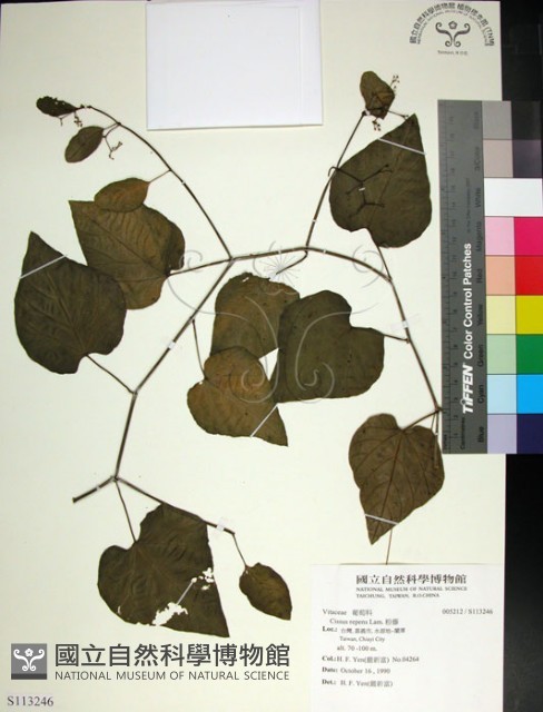 粉藤藏品圖，第1張