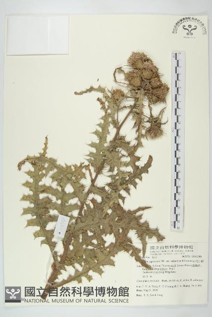 白花小薊藏品圖，第1張