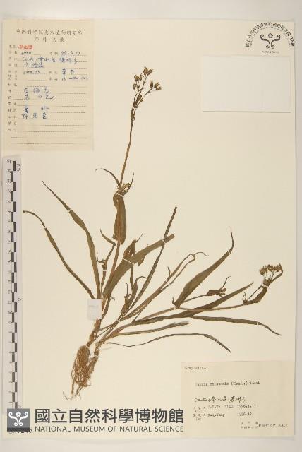 兔仔菜藏品圖，第1張