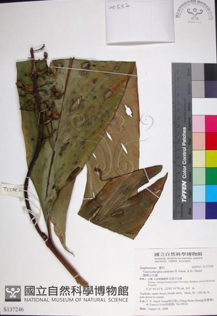 蘭嶼法氏薑藏品圖，第1張