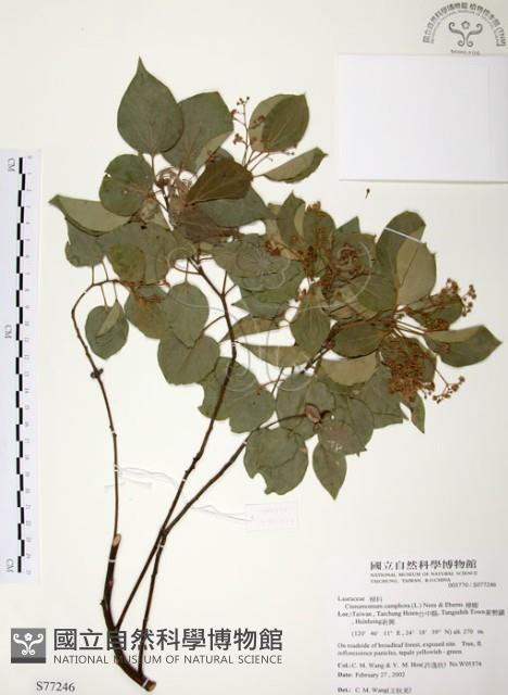 樟樹藏品圖，第1張