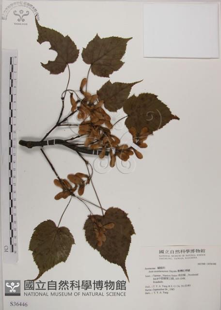 臺灣紅榨槭藏品圖，第1張