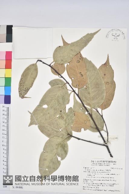 大葉苦櫧藏品圖，第1張