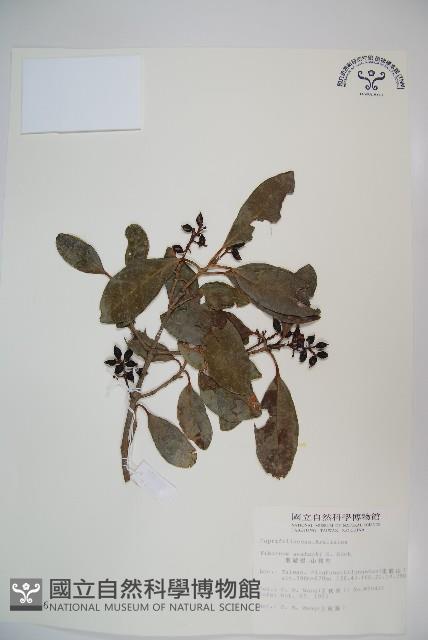 珊瑚樹藏品圖，第1張