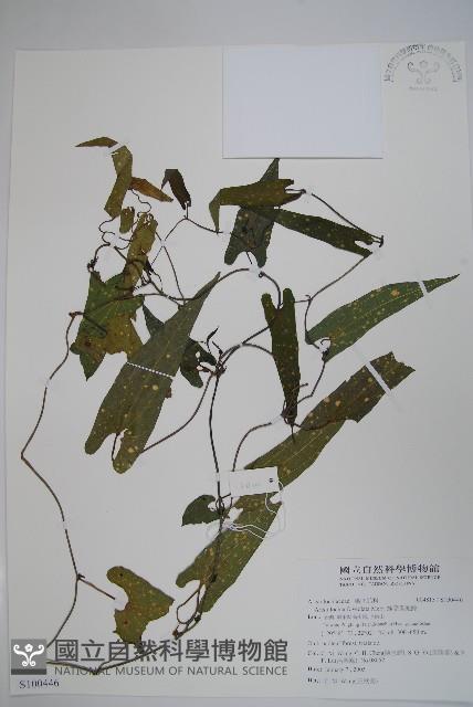 蜂窩馬兜鈴藏品圖，第1張