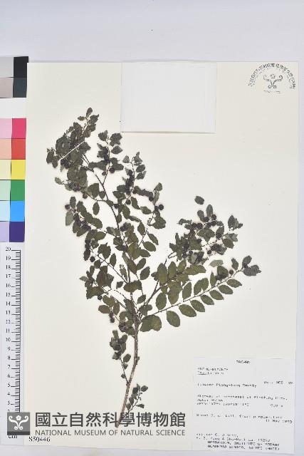 登錄號:S050446藏品圖，第1張