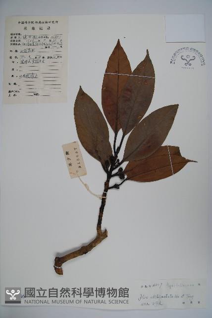 凸脈冬青藏品圖，第1張