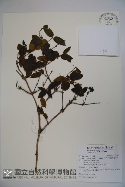 黃褐毛忍冬藏品圖，第1張