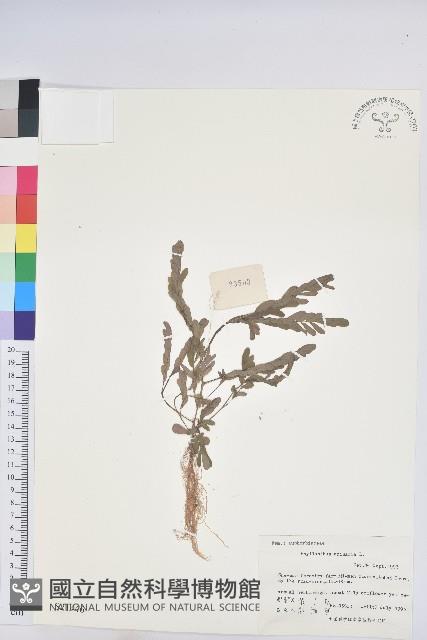 葉下珠、珠仔草藏品圖，第1張