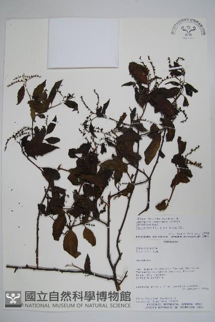 登錄號:S051446藏品圖，第1張