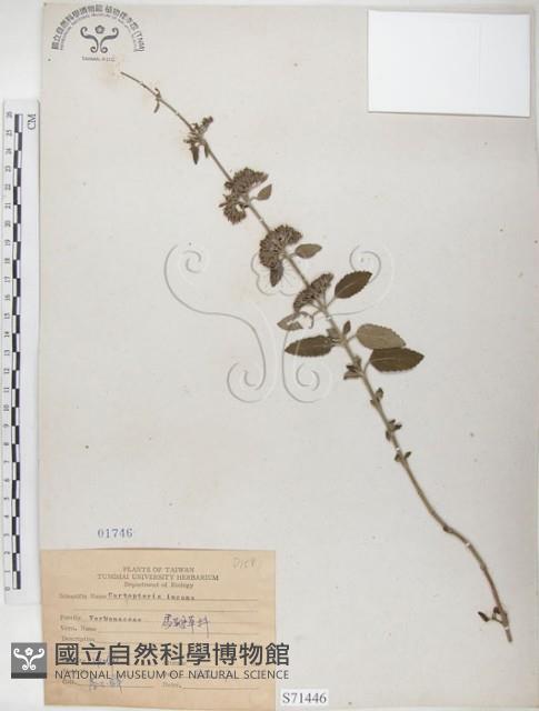 灰葉蕕藏品圖，第1張