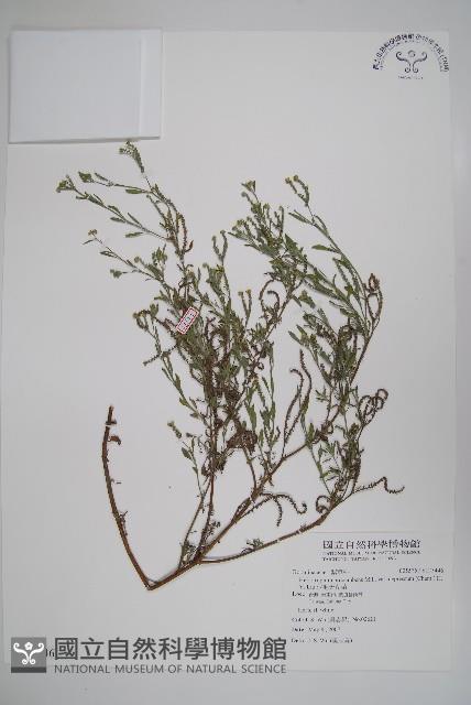 伏毛天芹菜藏品圖，第1張