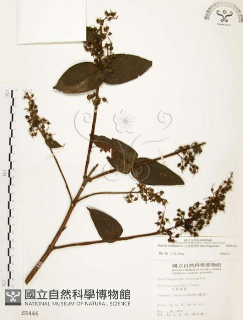 心基葉溲疏藏品圖，第1張