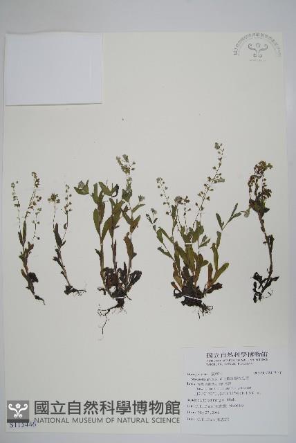 野勿忘草藏品圖，第1張