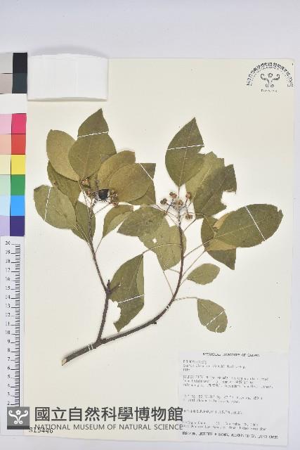 白臼藏品圖，第1張