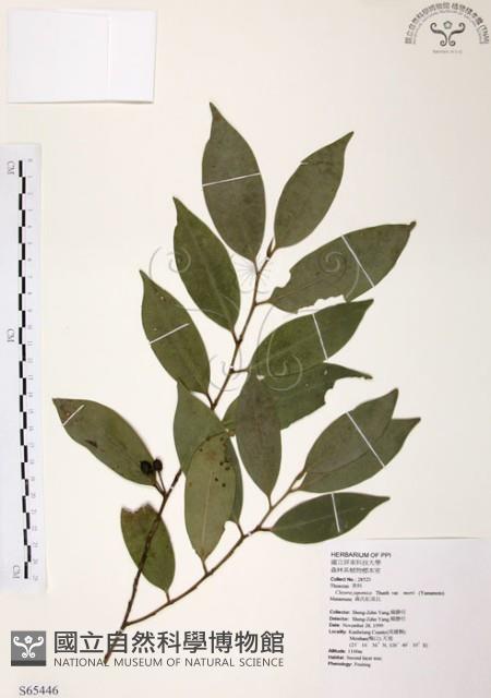 森氏紅淡比藏品圖，第1張