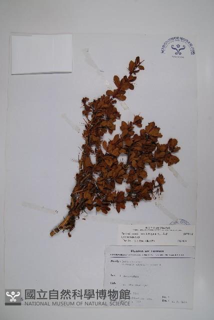 玉山小蘗藏品圖，第1張