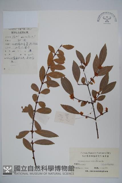 柳葉腊梅藏品圖，第1張