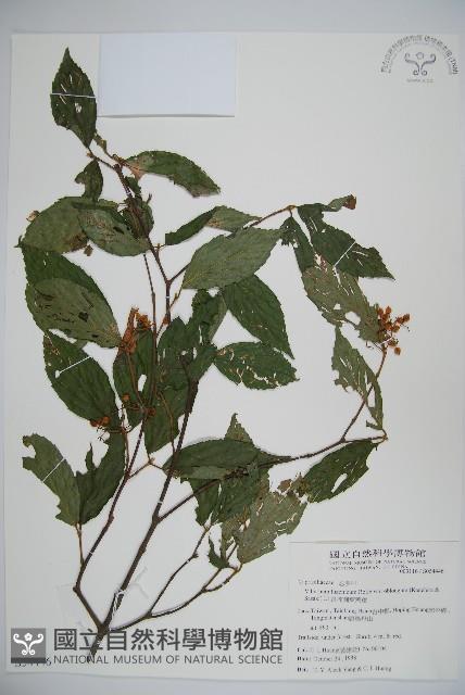 長橢圓葉莢迷藏品圖，第1張