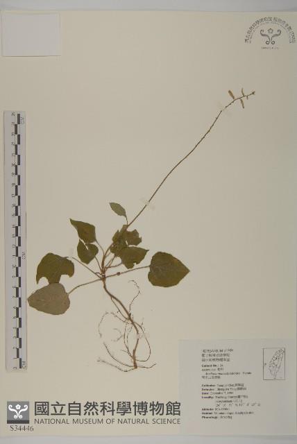 阿里山鬼督郵藏品圖，第1張