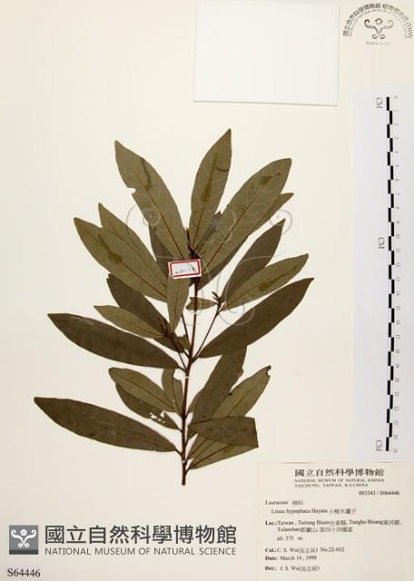 黃肉樹, 小梗木薑子藏品圖，第1張