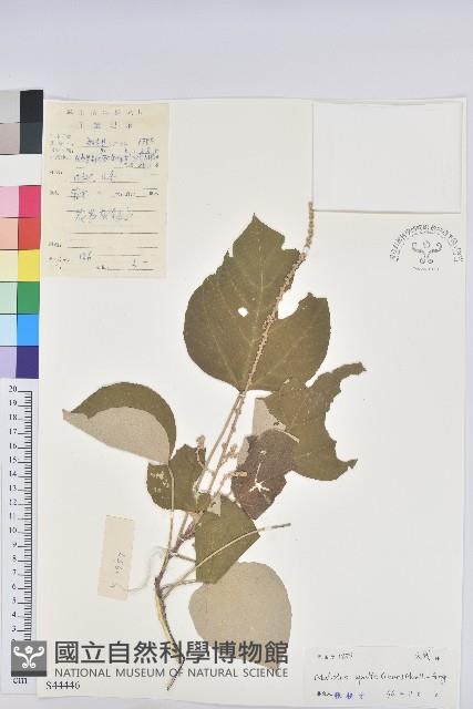 白背葉藏品圖，第1張