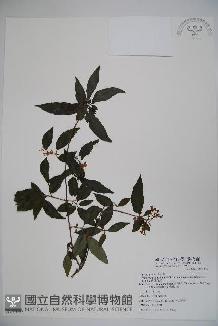 狹葉莢迷藏品圖，第1張