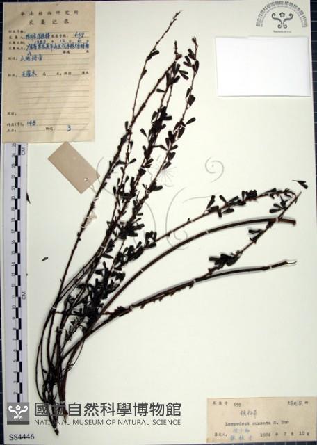 鐵掃帚、千里光藏品圖，第1張