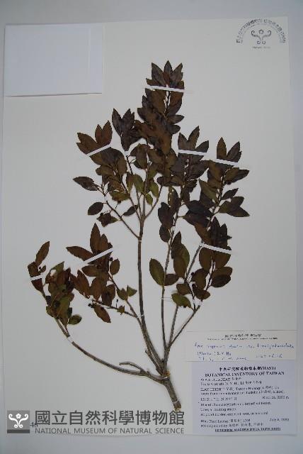 太平山冬青藏品圖，第1張