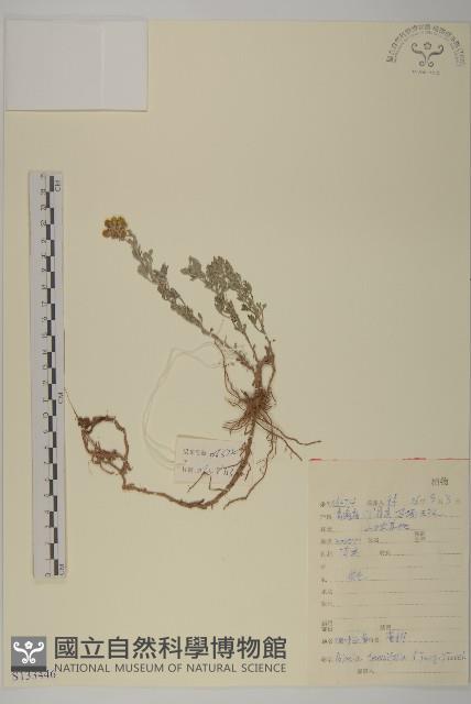 細葉亞菊藏品圖，第1張