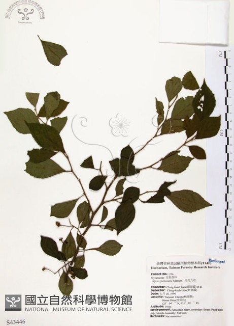烏皮九芎、奮起湖野茉莉藏品圖，第1張