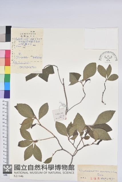 迎紅杜鵑藏品圖，第1張