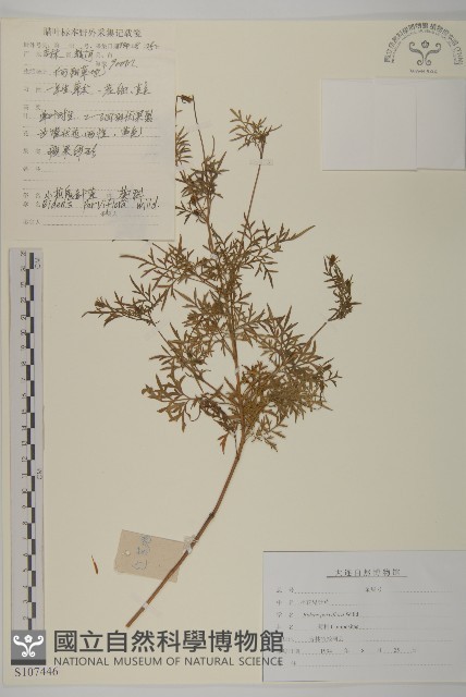 小花鬼針草藏品圖，第1張