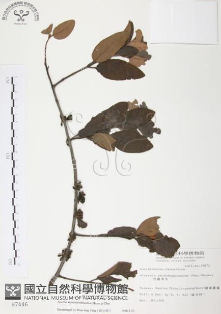 杜鵑桑寄生藏品圖，第1張