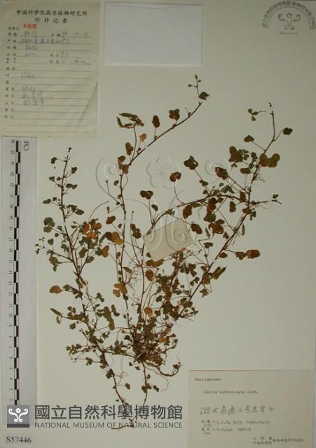 酢漿草藏品圖，第1張