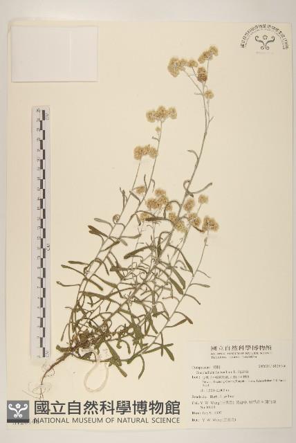 絲綿草藏品圖，第1張