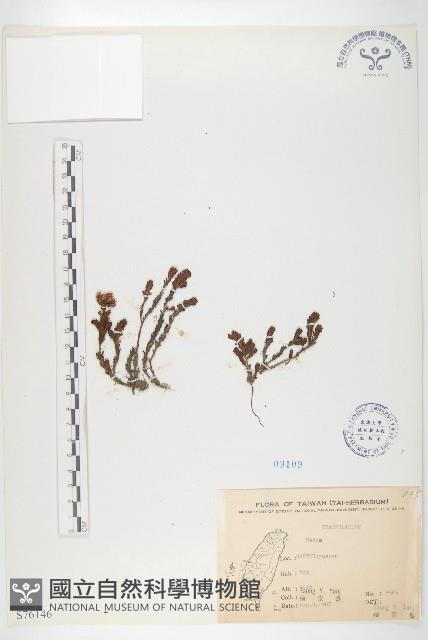 登錄號:S076146藏品圖，第1張