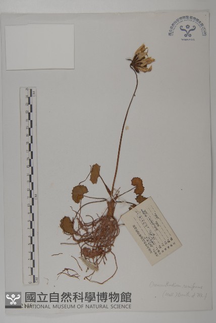 喜馬拉雅垂頭菊藏品圖，第1張